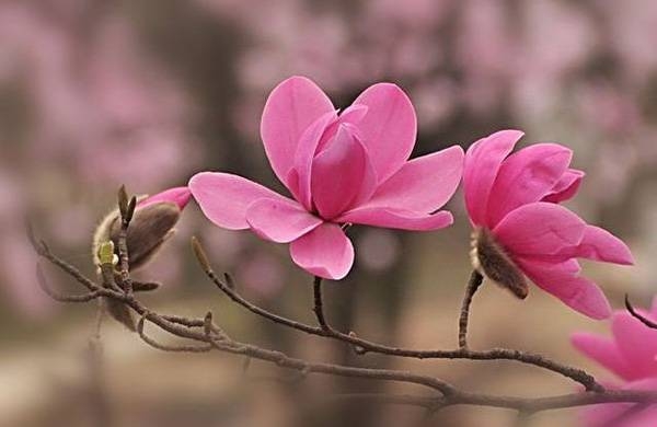 清明，獻給您一束辛夷花